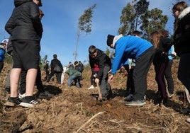 Imagen de la tercera fase de reforestación en el monte Mello.