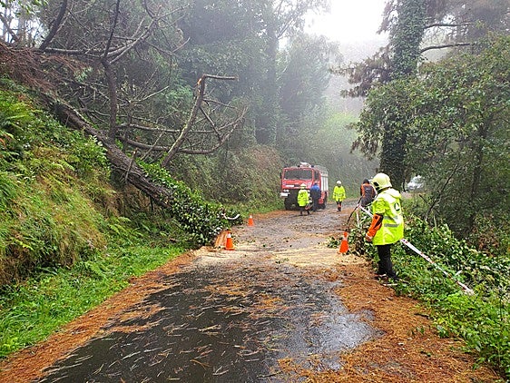 Voluntarios de Protección Civil de Bermeo intervienen en la retirada de árboles cañidos en una zona boscosa de Bermeo.