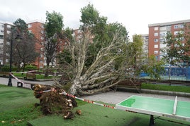 La última alerta por viento en octubre derribó un árbol en la calle Aldapas de Getxo.