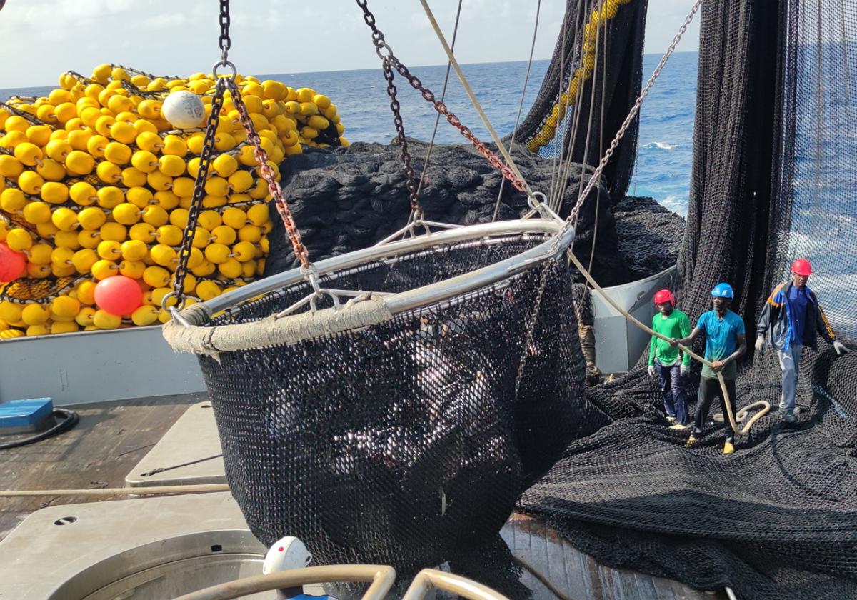 Descarga de túnidos en un barco atunero congelador bermeano, que faena en el océano Índico.