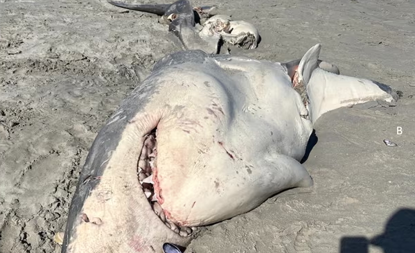 El tiburón blanco atacado por las orcas en Bridgewater que dio pie al estudio liderado por la investigadora Isabella Reeves. En la imagen se aprecian el mordisco sufrido en el área donde estaba su hígado.