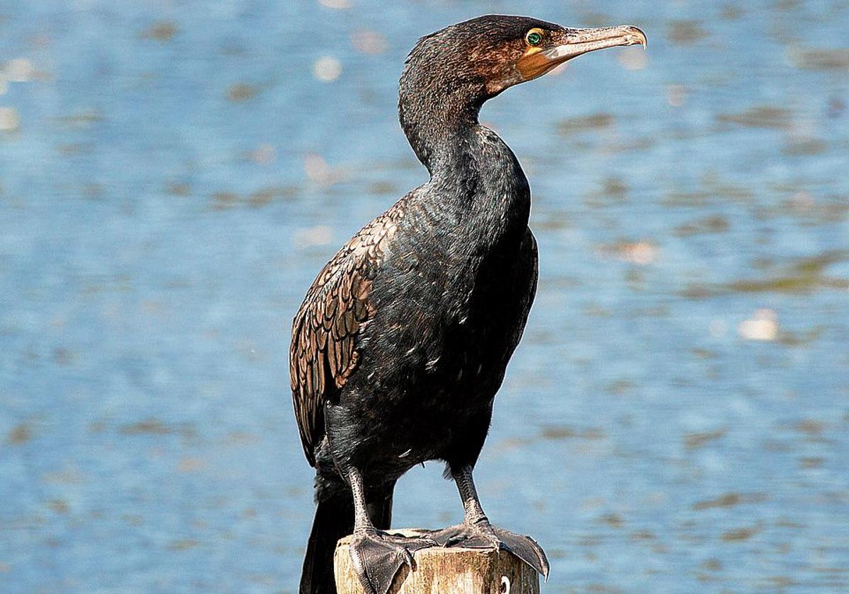 Se pueden avistar cormoranes en la ría, pero también en lagunas y humedales.