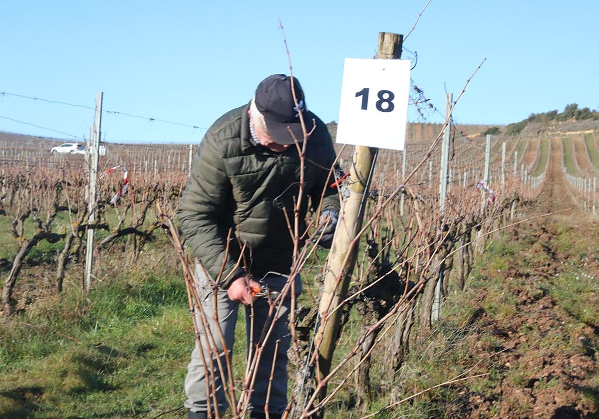 En la cita participó una treintena de podadores de la zona de Burdeos.
