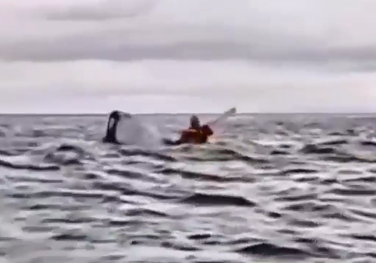 Una ballena jorobada engulle a un kayakista en Chile y lo escupe ileso