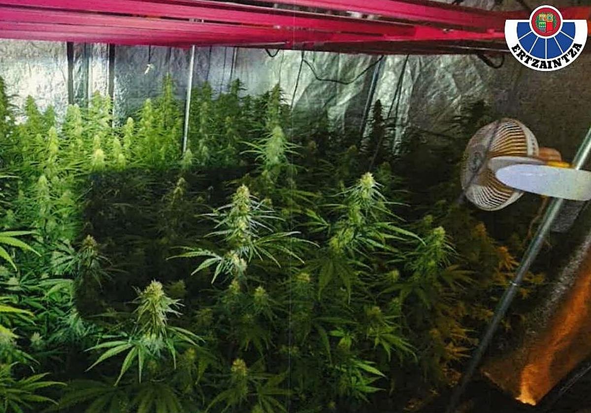 Encuentran 100 plantas de marihuana en una casa de Legutio tras saltar la alarma