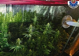 Encuentran 100 plantas de marihuana en una casa de Legutio tras saltar la alarma