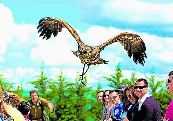 Tierra Rapaz ofrece dos exhibiciones de vuelo, una de aves diurnas y otra de nocturnas.