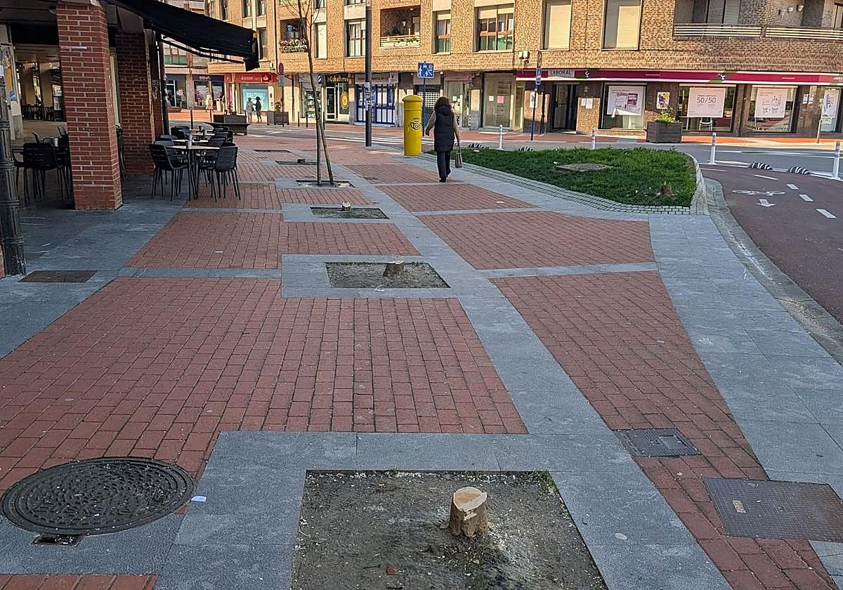 Se han eliminado los árboles frente al frontón debido a su estado de deterioro.