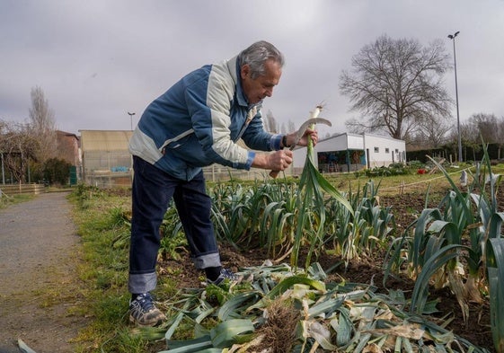 Un hortelano limpia un puerro en su huerta de Abetxuko.