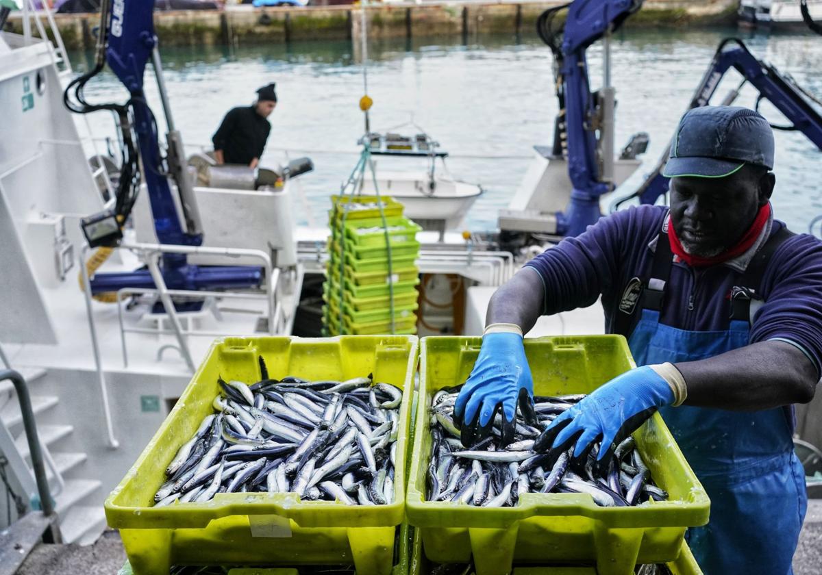 Ondarroa recibe las primeras anchoas de la costera a 6,77 euros el kilo