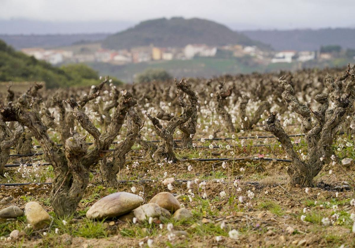 Los partidos exigen un plan para solucionar los problemas estructurales de Rioja Alavesa
