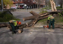 Dos operarios trocean el árbol caído para pode retirarlo de la vía pública.