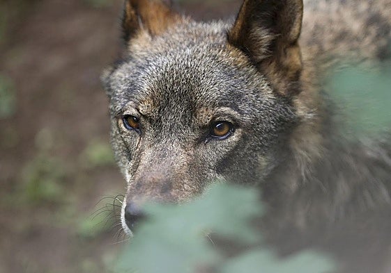 Ecologistas ven «un ataque a la biodiversidad» la defensa de Amaia Barredo a favor de la caza controlada del lobo