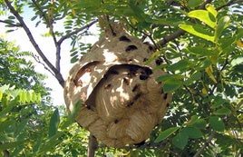 Un nido de avispón asiatico instalado en un árbol.