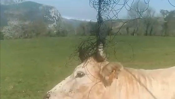 Carranza y Lanestosa recuperan la conexión a internet después de que una vaca se enredase en unos cables de telefonía