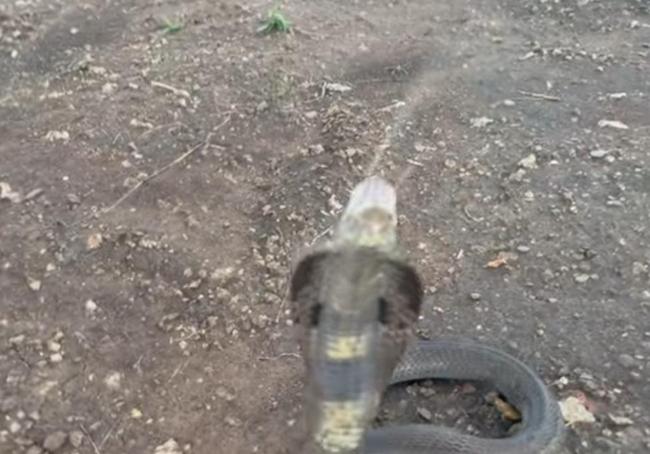 Imagen de la cobra que atacó a Frank Cuesta.