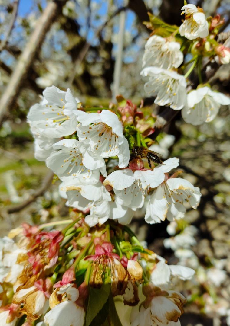 Imagen - Abeja liba el néctar de una flor de cerezo.