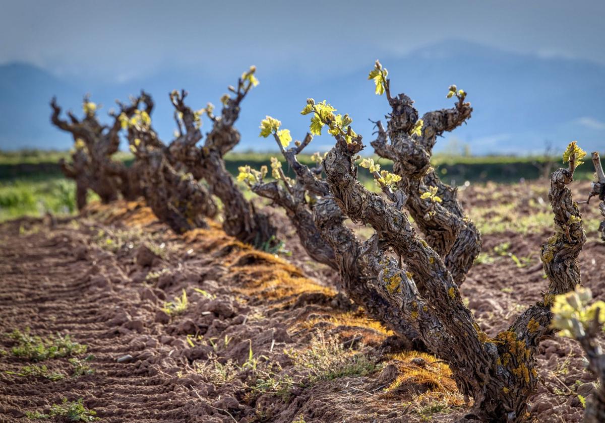 La cosecha de Rioja de 2024 se queda en 'buena' según el Consejo Regulador
