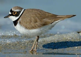 Ejemplar de chorlitejo chico.