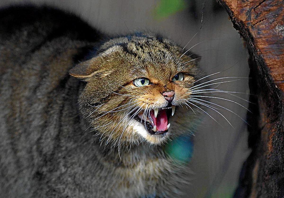 La joya en peligro por mezclarse con los gatos domésticos