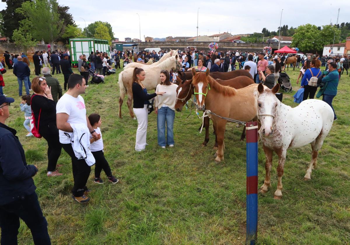 Ganado, oficios y exhibiciones en la feria de Miranda