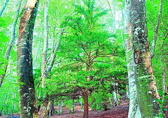 Buscando lamias en La Rioja