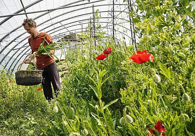 Swami Maiitrico recoge ingredientes para la ensalada.