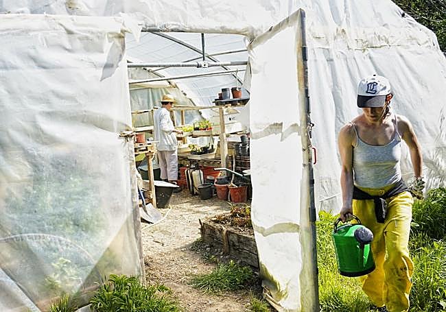 Trabajo en los invernaderos.