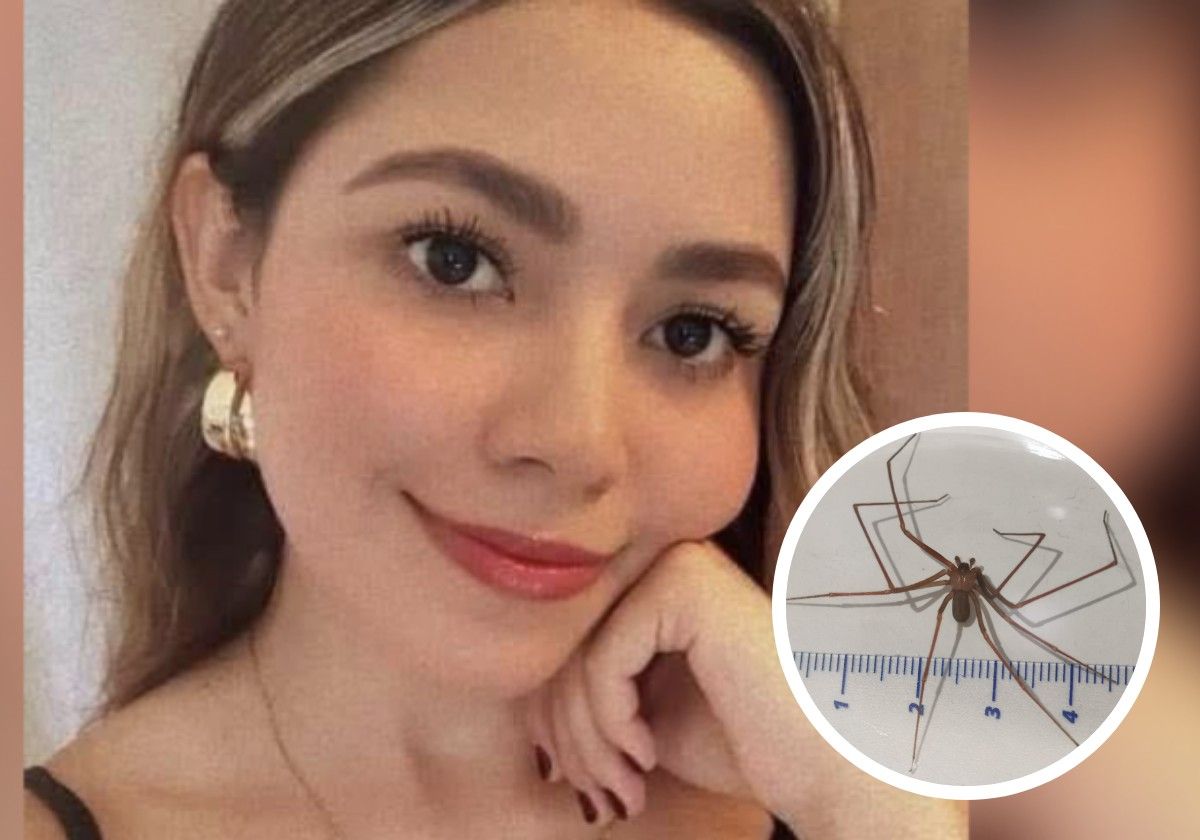 Muere una joven tras la picadura de una araña violinista: el veneno la mató en solo hora y media