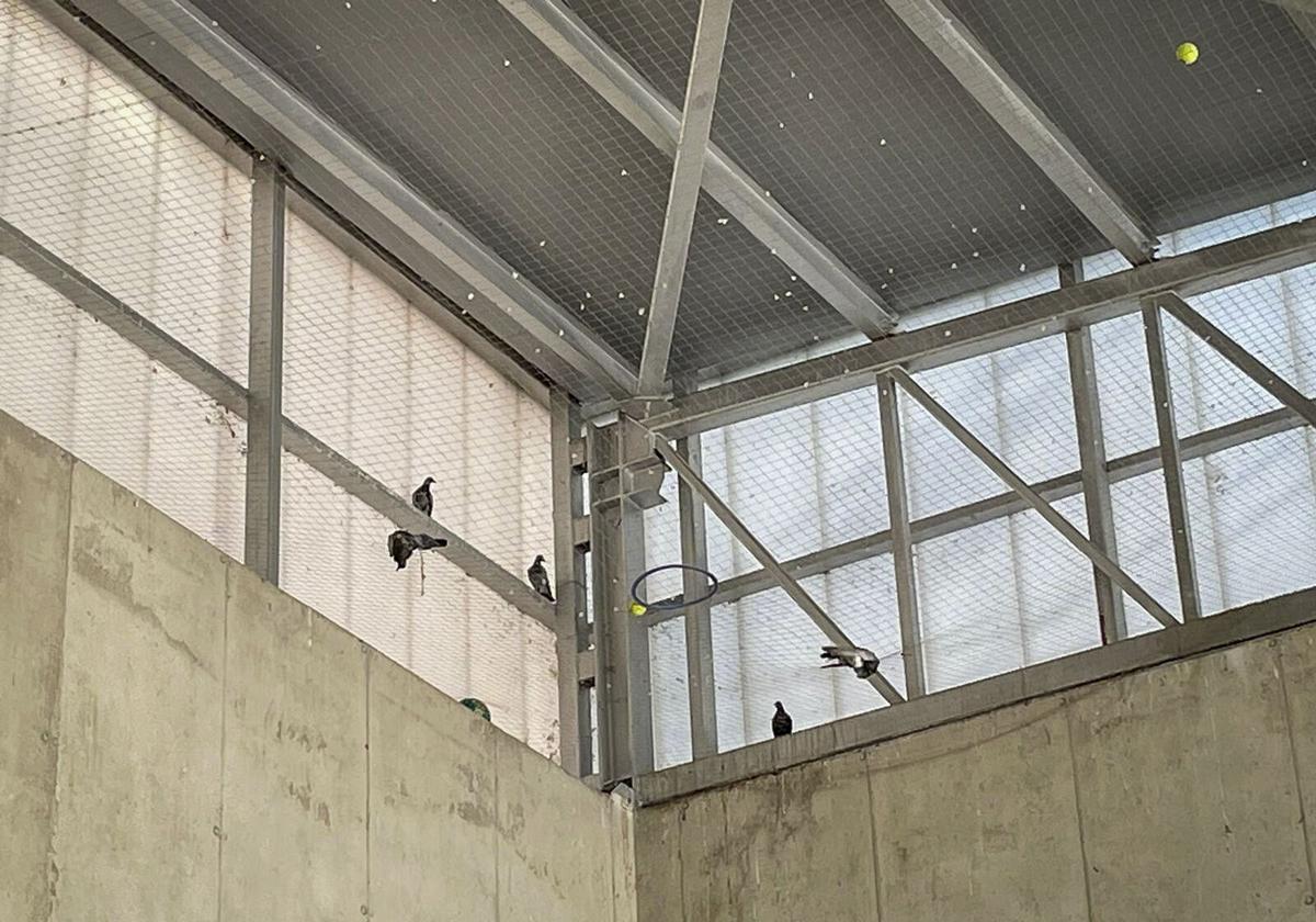 Seis colegios públicos de Vitoria tienen ya redes contra las palomas