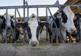 Vacas en una explotación ajena a la información.