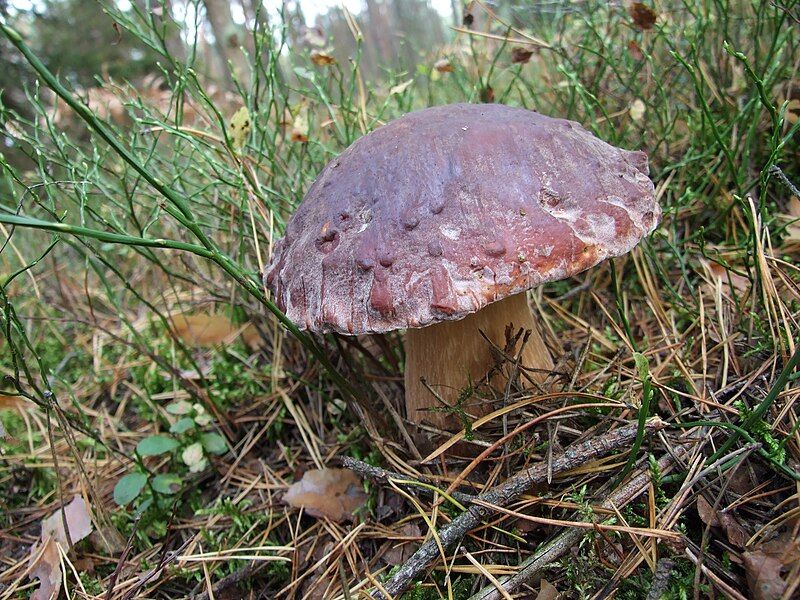 Boletus pinophilus.