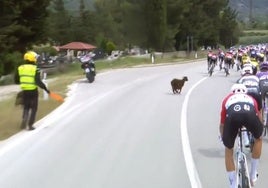 Una cabra se cuela en el Giro y está a punto de provocar un accidente