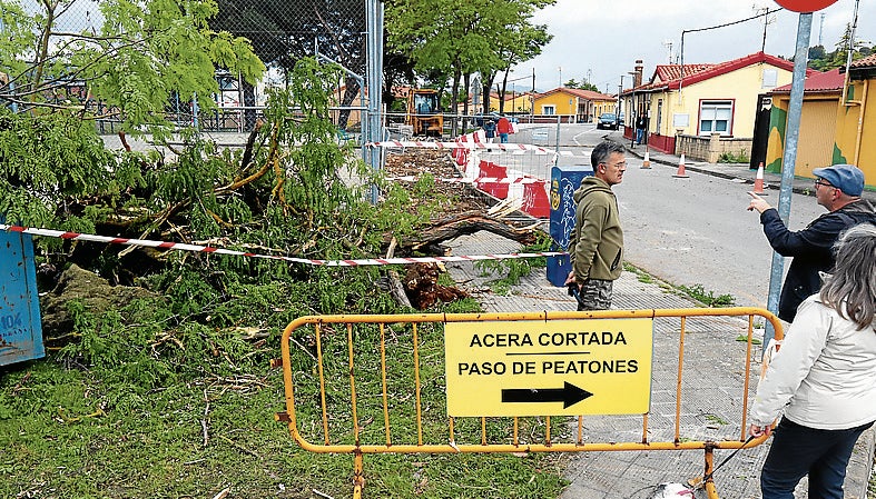 Un árbol cae sobre una casa por las obras del Crucero en Miranda