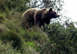 Alrededor de 370 osos pardos viven en la Cordillera Cantábrica.