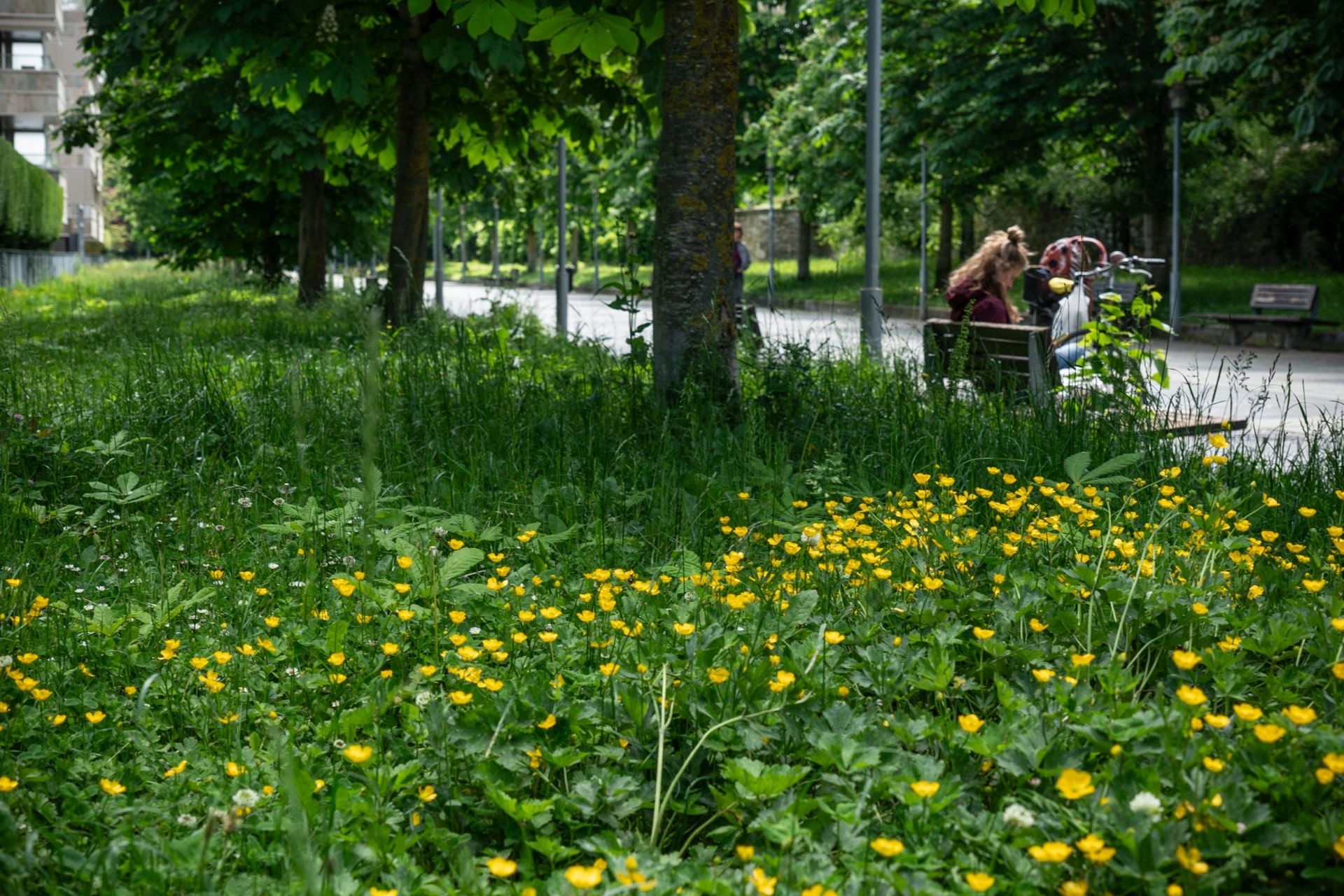 El aspecto asilvestrado de los jardines de Vitoria
