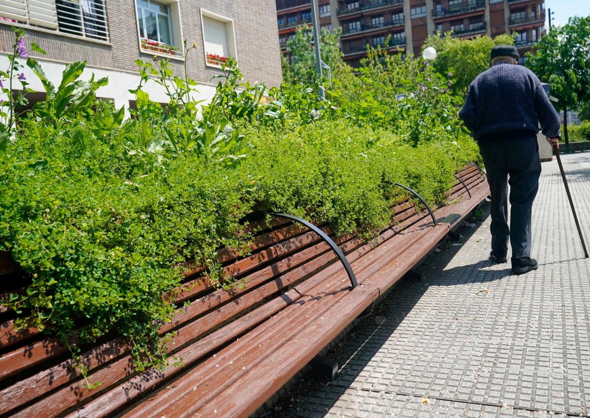 Imagen secundaria 1 - Un hombre, con su perro en Paseo de la Música. La hierba invade un banco en la Avenida de Gasteiz. Jardines de la Catedral Nueva.