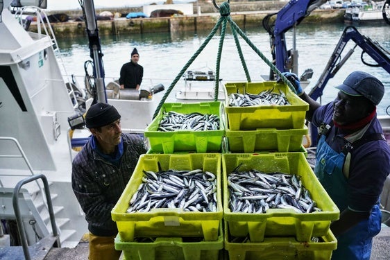 Las descargas de anchoa son habituales en primavera en el puerto de Ondarroa.