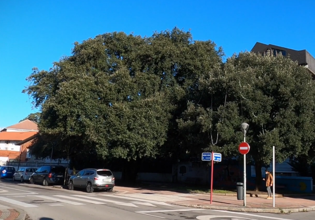 Encina de gran porte ubicada en la calle Andra Mari de Gorliz.