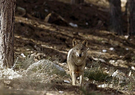 La Diputación «agilizará» las ayudas a ganaderos que sufran ataques de lobos