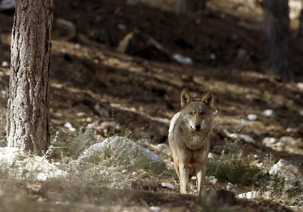 La Diputación «agilizará» las ayudas a ganaderos que sufran ataques de lobos