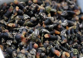 Incautan 16 kilos de percebes a dos pescadores furtivos en la isla de Izaro