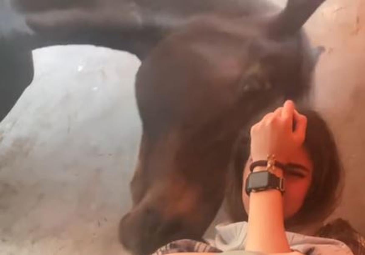 Los gestos de cariño de un caballo para consolar a una joven que llora