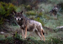Un ejemplar de lobo ibérico.