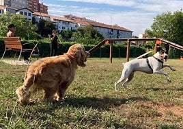 Los interesados en sumar un nuevo miembro a la familia deben contactar con Quincocan.