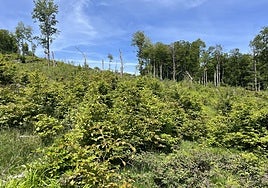 Estado actual de la zona arrasada por el tornado en 2018.