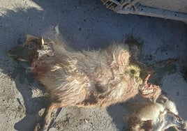 Una oveja afectada por un ataque en Álava.