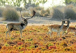 Crítica de 'Doñana' (2025): La mujer y la Tierra