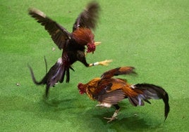 Gallo