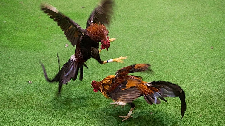Gallo